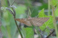 Idaea ochrata