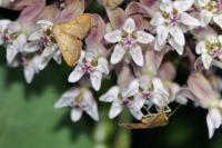 Endotricha flammealis