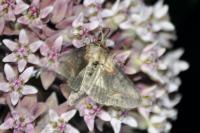 Abrostola triplasia