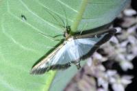 Cydalima perspectalis