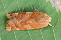 Noctua fimbriata