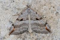 Aplocera plagiata