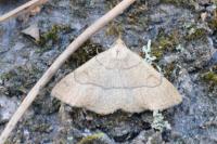 Paracolax tristalis