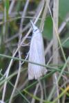 Chrysoteuchia culmella