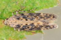 Scrobipalpa ocellatella