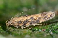 Scrobipalpa ocellatella