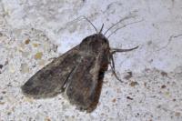 Peridroma saucia