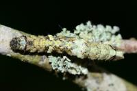 Allophyes oxyacanthae