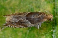 Ancylis comptana