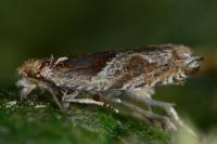 Ancylis comptana