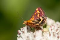 Pyrausta purpuralis