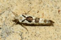 Ypsolopha sequella