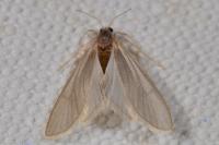 Acentria ephemerella