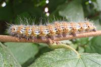 Phalera bucephala
