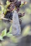 Nomophila noctuella