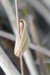 Rhodometra sacraria