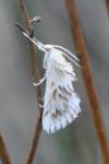 Cynaeda dentalis