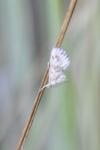 Cynaeda dentalis