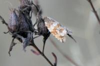 Celypha cespitana