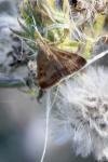 Pyrausta despicata