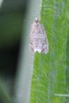 Celypha lacunana