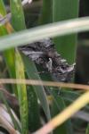 Autographa gamma