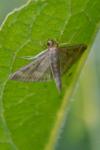 Ostrinia nubilalis