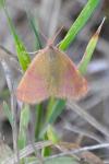 Lythria purpuraria