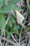 Rhodometra sacraria