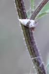 Cochylis hybridella