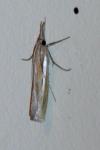 Agriphila tristella