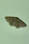 Scopula rubiginata