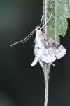 Parapoynx stratiotata