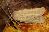 Rhizedra lutosa