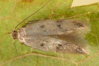Borkhausenia nefrax