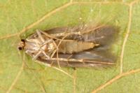 Borkhausenia nefrax
