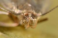 Borkhausenia nefrax