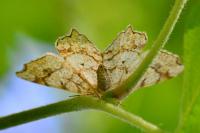 Macaria notata