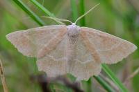 Thalera fimbrialis
