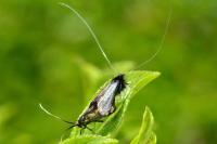 Adela reaumurella