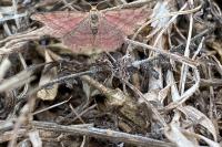 Scopula rubiginata