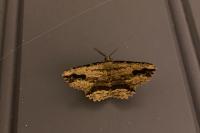 Menophra abruptaria