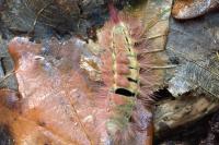 Calliteara pudibunda