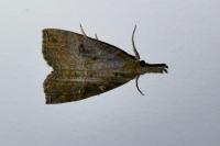 Hypena rostralis