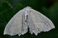 Campaea margaritaria