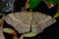 Scopula rubiginata