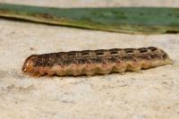 Noctua pronuba