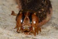 Noctua pronuba