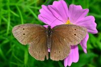 Aphantopus hyperantus