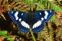 Limenitis reducta